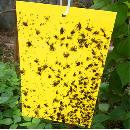 Yellow Trap - Insect Trap