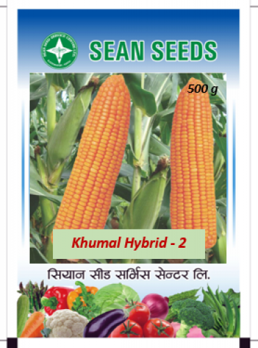 Maize: Khumal Hybrid 2