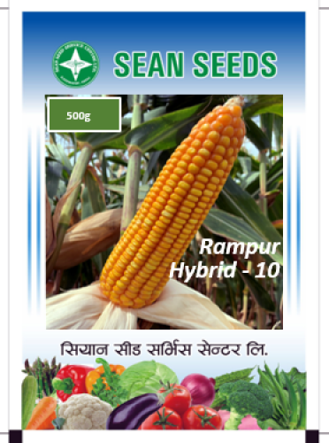 Maize: Rampur Hybrid 10